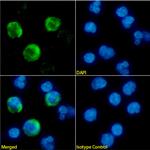 NKG2D Chimeric Antibody in Immunocytochemistry (ICC/IF)