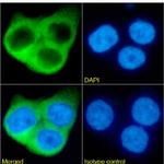 CRP Chimeric Antibody in Immunocytochemistry (ICC/IF)