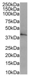 CD40 Chimeric Antibody in Western Blot (WB)