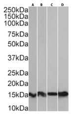 S100A9 Antibody in Western Blot (WB)