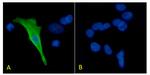 Protein C Antibody in Immunocytochemistry (ICC/IF)