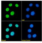 HDGF Antibody in Immunocytochemistry (ICC/IF)