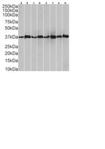 HDGF Antibody in Western Blot (WB)