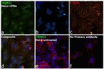 TRIM21 Antibody