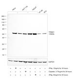 TRIM21 Antibody in Western Blot (WB)