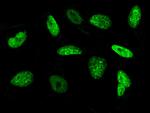 Histone H3 Antibody in Immunocytochemistry (ICC/IF)