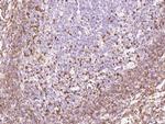 IL-16 Antibody in Immunohistochemistry (Paraffin) (IHC (P))