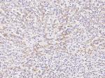 BST-2 Antibody in Immunohistochemistry (Paraffin) (IHC (P))