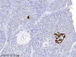 Insulin Antibody in Immunohistochemistry (Paraffin) (IHC (P))