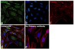 EIF2S1 Antibody in Immunocytochemistry (ICC/IF)