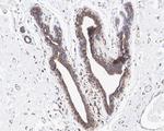 EIF2S1 Antibody in Immunohistochemistry (Paraffin) (IHC (P))