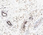 EIF2S1 Antibody in Immunohistochemistry (Paraffin) (IHC (P))