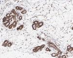 EIF2S1 Antibody in Immunohistochemistry (Paraffin) (IHC (P))