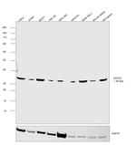 EIF2S1 Antibody in Western Blot (WB)