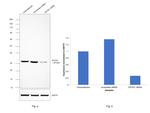 EIF2S1 Antibody in Western Blot (WB)