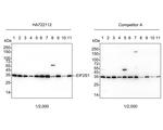 EIF2S1 Antibody in Western Blot (WB)