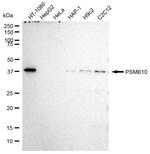 PSMB10 Antibody in Western Blot (WB)