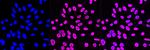 NEDD4 Antibody in Immunocytochemistry (ICC/IF)