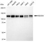 NEDD4 Antibody in Western Blot (WB)