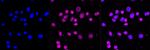 OLIG1 Antibody in Immunocytochemistry (ICC/IF)