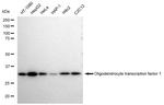 OLIG1 Antibody in Western Blot (WB)