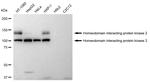 HIPK2 Antibody in Western Blot (WB)