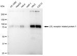 LRP1 Antibody in Western Blot (WB)