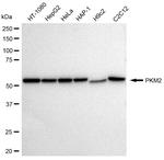 PKM2 Antibody in Western Blot (WB)