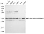 SETD8 Antibody in Western Blot (WB)