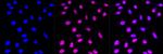 CPSF3 Antibody in Immunocytochemistry (ICC/IF)