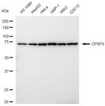 CPSF3 Antibody in Western Blot (WB)