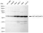 AKT Pan Antibody in Western Blot (WB)