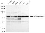 AKT Pan Antibody in Western Blot (WB)