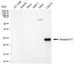 Aquaporin 5 Antibody in Western Blot (WB)