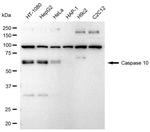 Caspase 10 Antibody in Western Blot (WB)