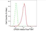 CPEB1 Antibody in Flow Cytometry (Flow)