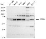 CPEB1 Antibody in Western Blot (WB)