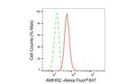 AMHR2 Antibody in Flow Cytometry (Flow)