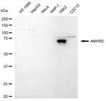 AMHR2 Antibody in Western Blot (WB)