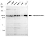 CENPC Antibody in Western Blot (WB)