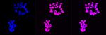 CHRNA5 Antibody in Immunocytochemistry (ICC/IF)