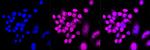 KGF Antibody in Immunocytochemistry (ICC/IF)