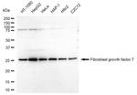 KGF Antibody in Western Blot (WB)