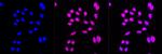 ALDH1A2 Antibody in Immunocytochemistry (ICC/IF)