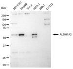 ALDH1A2 Antibody in Western Blot (WB)