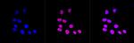 ATF4 Antibody in Immunocytochemistry (ICC/IF)