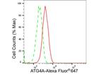 ATG4A Antibody in Flow Cytometry (Flow)