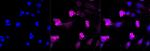 ATG4A Antibody in Immunocytochemistry (ICC/IF)