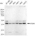 ATG4A Antibody in Western Blot (WB)