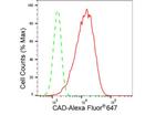 CAD Antibody in Flow Cytometry (Flow)